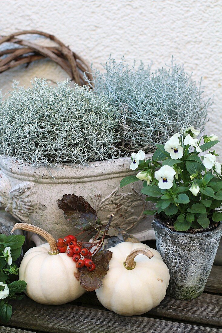 Autumnal arrangement of silverbush, ornamental squashes and violas