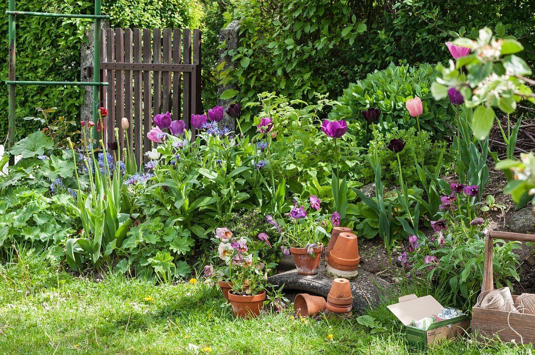Blumenbeet mit Tulpen und Tontöpfen im Garten