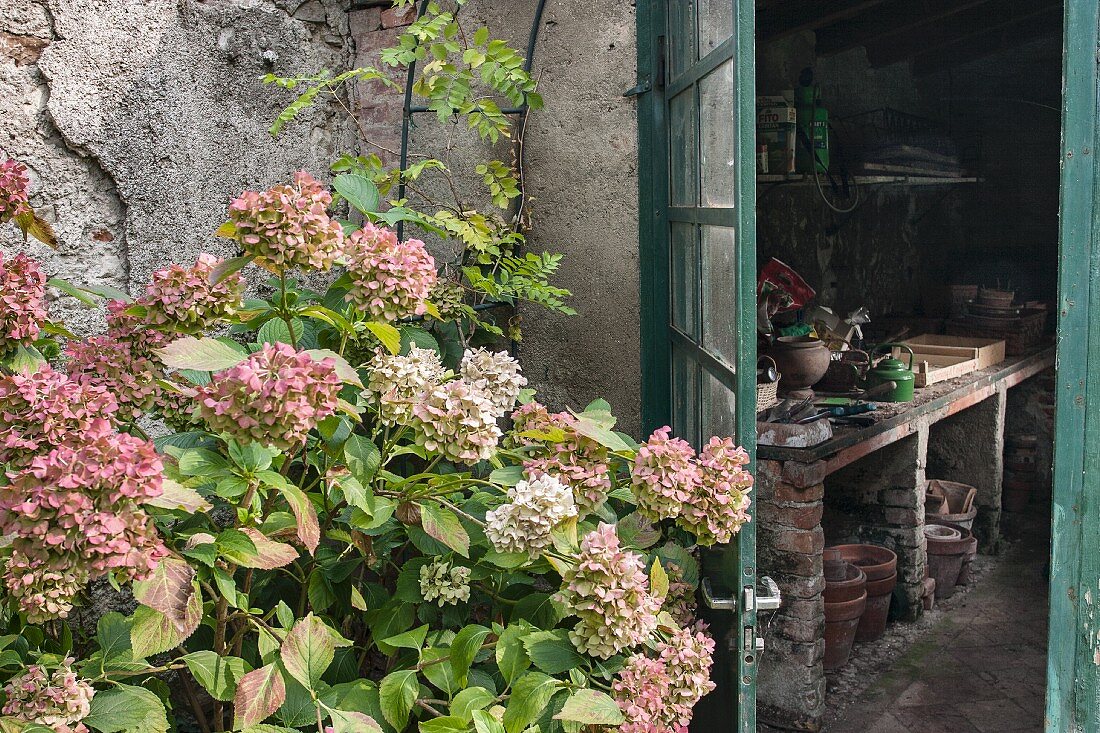 Hortensien vor der Tür zum Gartenhaus mit Pflanztisch
