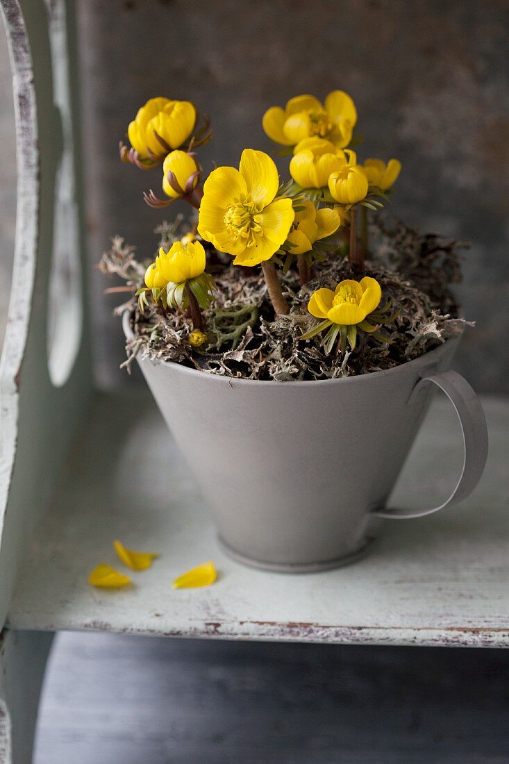 Flowering winter aconites (Eranthis hyemalis) in pot with handle