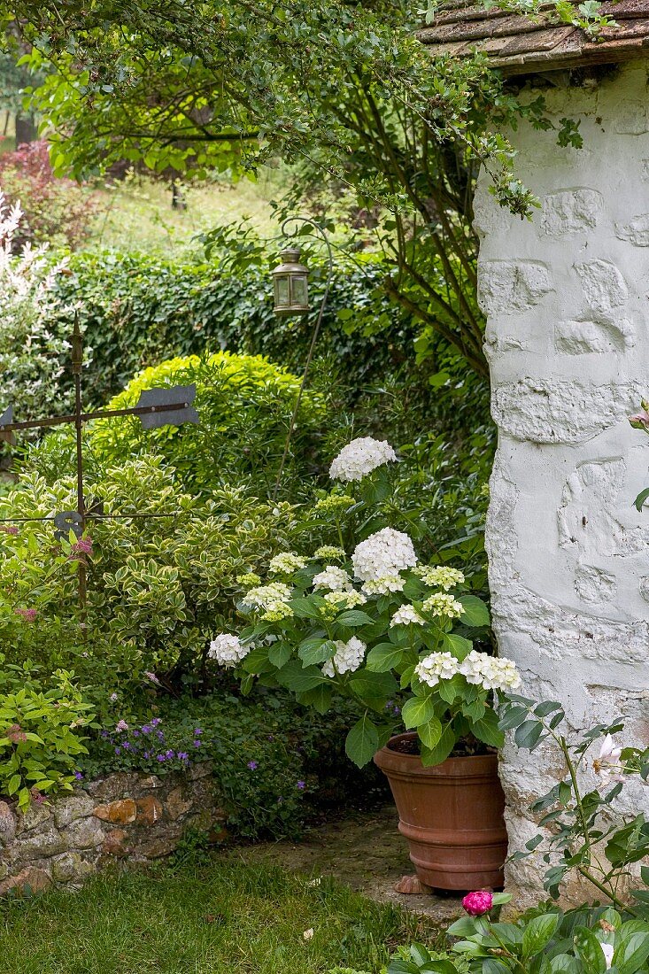 White hydrangea next to vintage wall in garden