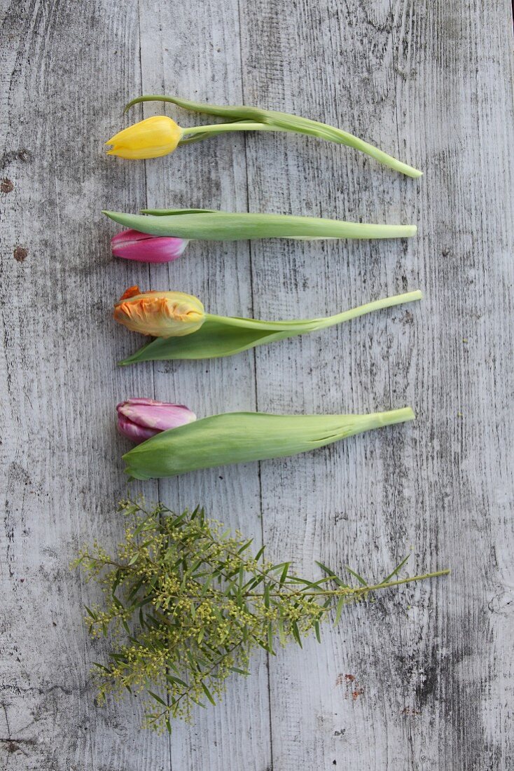 Tulips, parrot tulips and touch-me-not on wooden surface