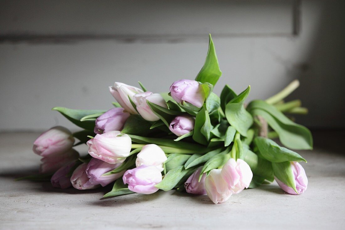 Pale pink tulips on wooden surface