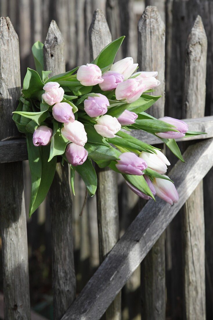Pale pink tulips on wooden fence