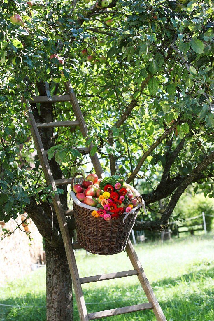 Basket of apples and bunch of zinnias on ladder leaning against apple tree