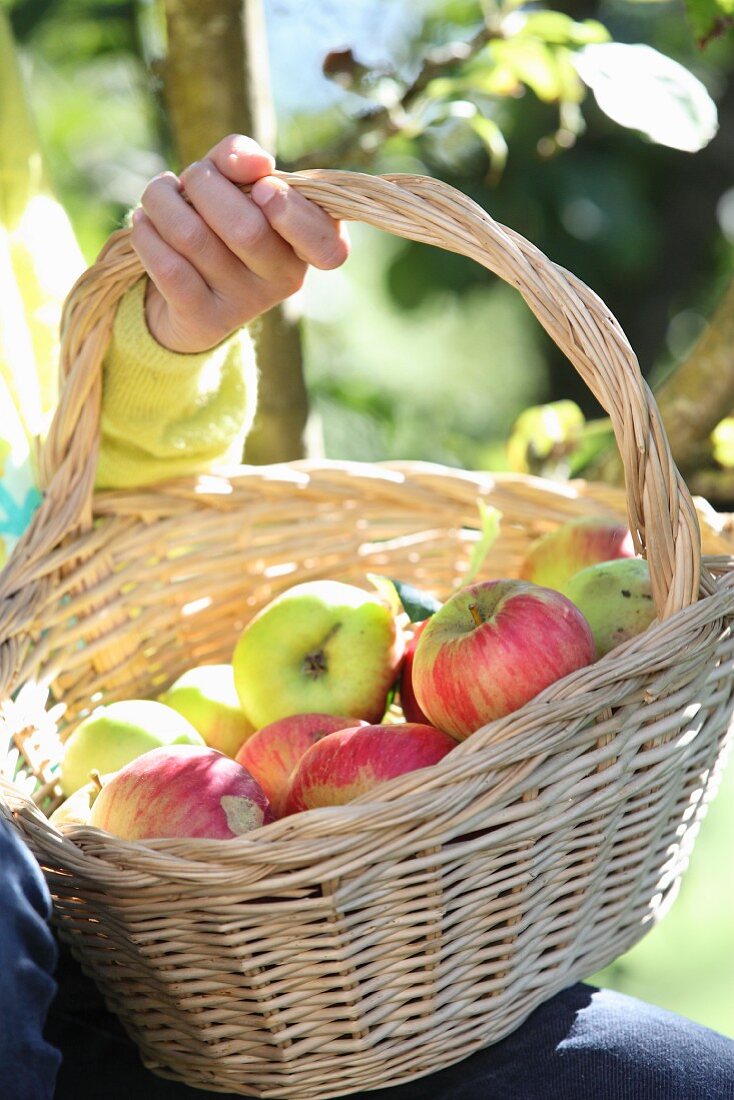 Mädchen hält Korb mit Äpfeln