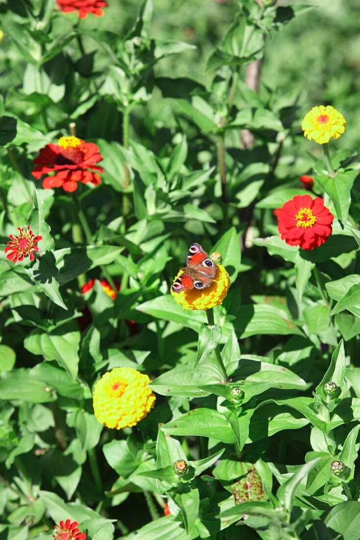 Blühende Zinnien mit Schmetterling im Garten
