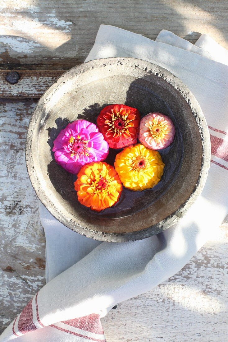 Zinnia flowers in bowl of water