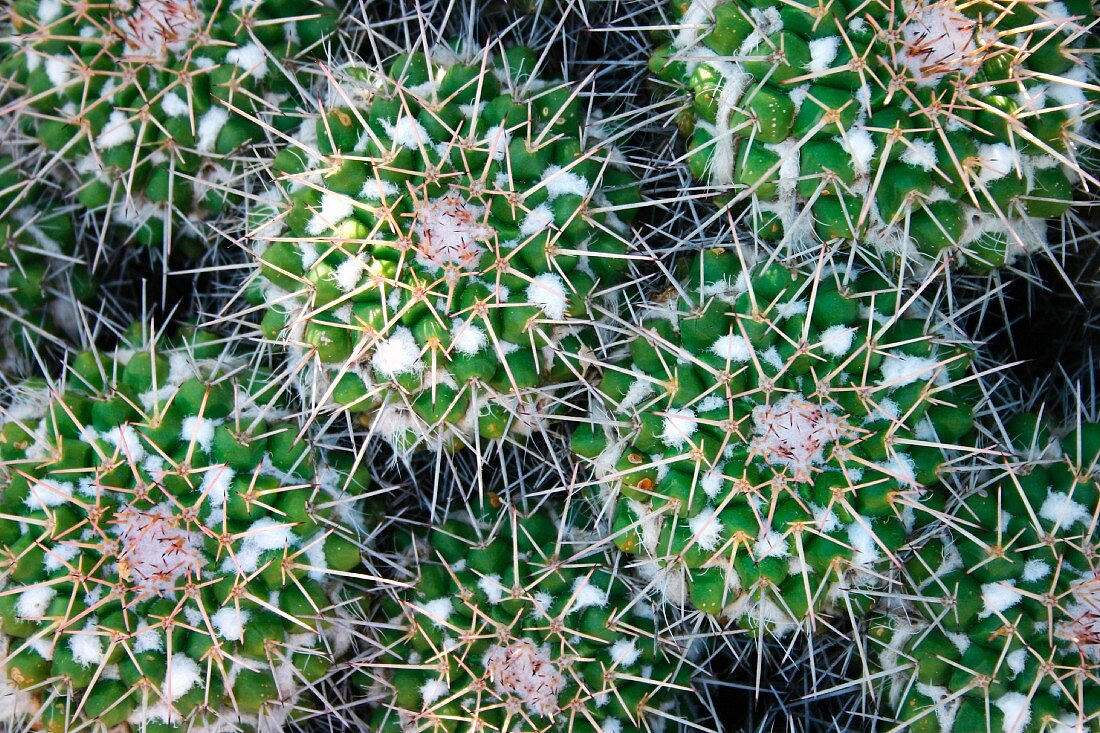 Several cacti seen from above