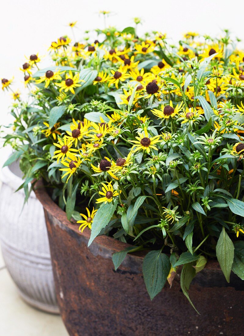 Yellow-flowering plant in rusty planter