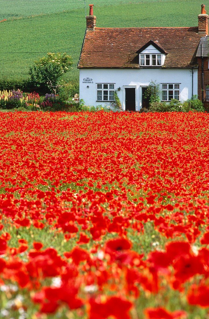 Kleines Cottage am Ende eines rot blühenden Mohnfeldes