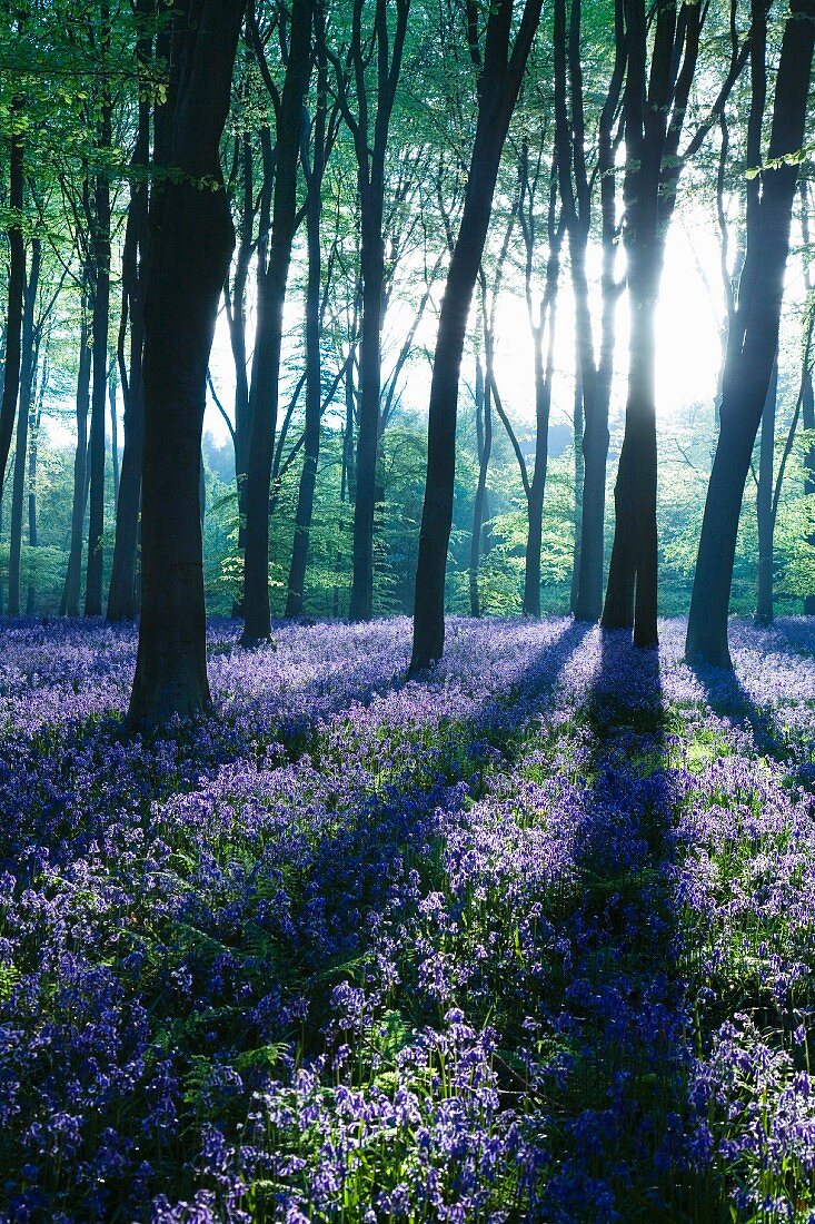 Märchenhafte Waldlandschaft mit einem Teppich aus blauen Blumen