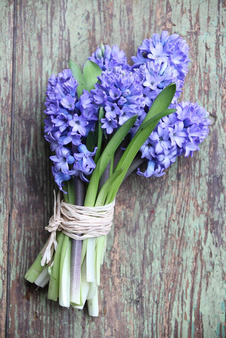 Bouquet of blue hyacinths tied with raffia