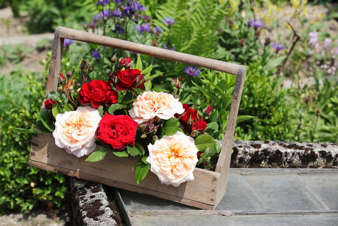 Red and pink roses in old wooden bottle carrier