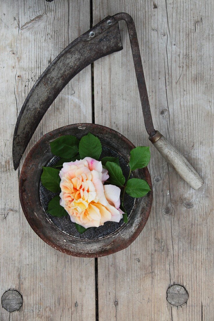 Eine Rose in einer Schale und eine Handsichel auf verwittertem Holz