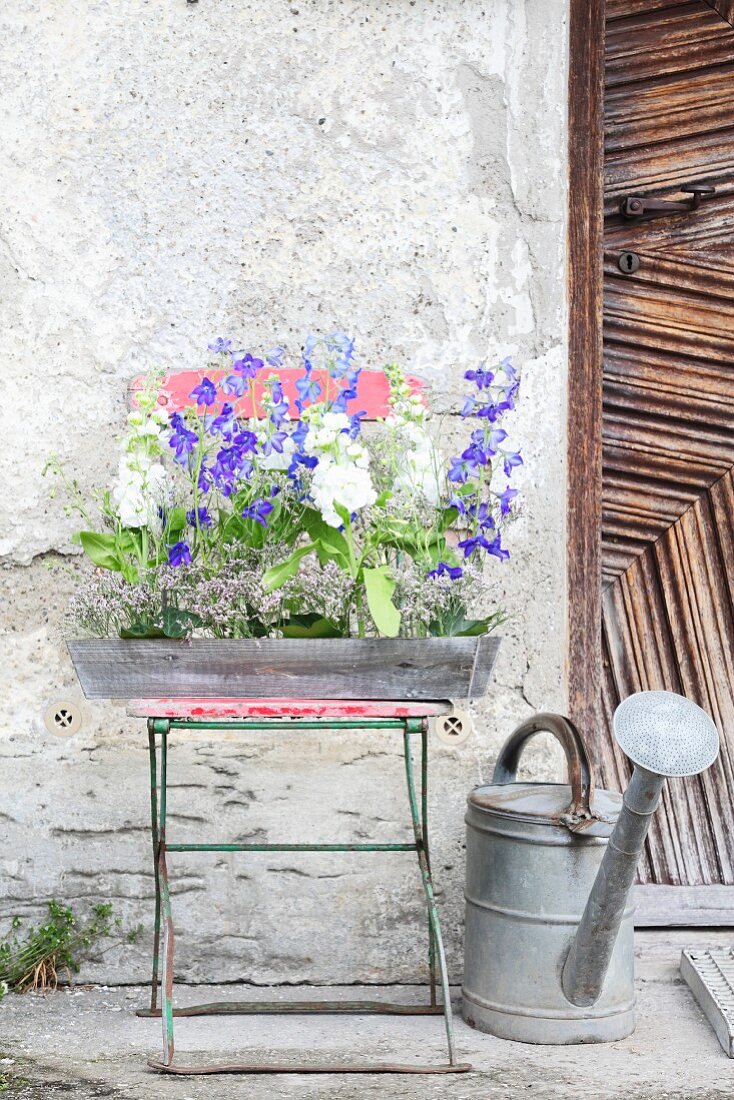 Delphiniums, snapdragons and sea lavender in wooden trough