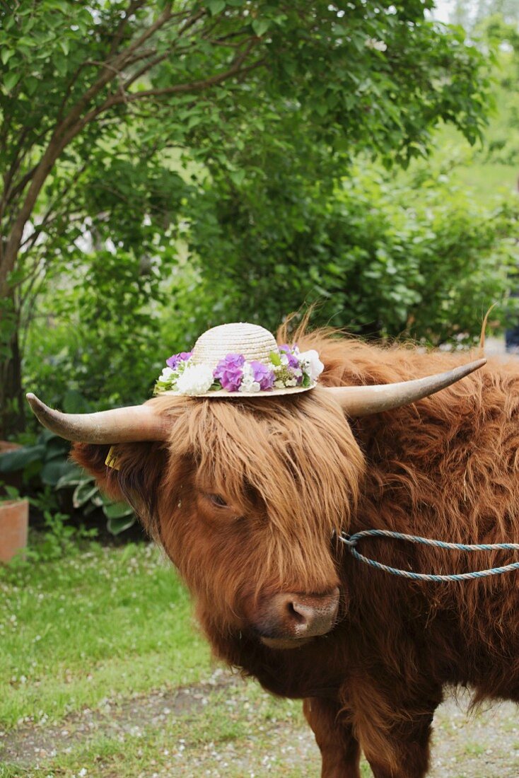 Hochlandrind trägt Strohut mit Blumenkranz