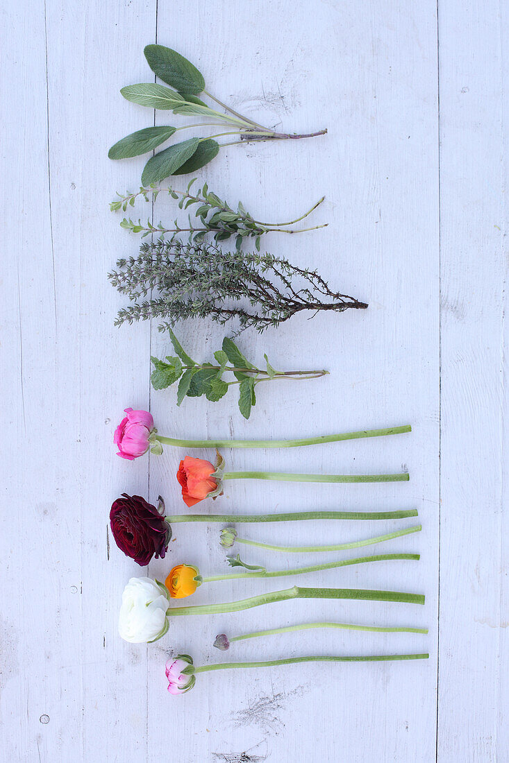 Ranunculus and herbs laid in a row on a white wooden surface