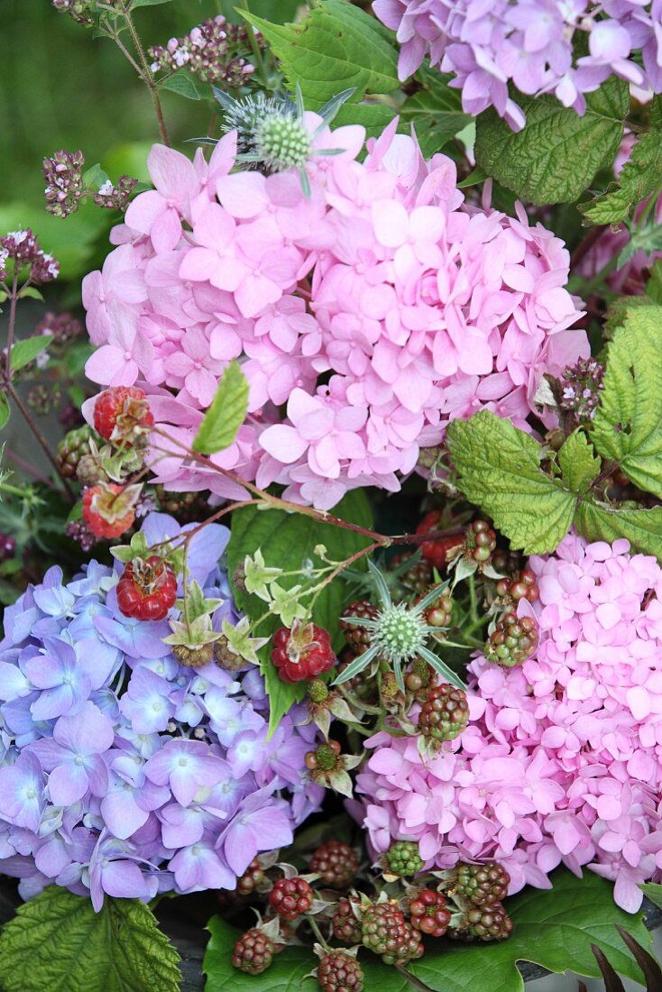 Hydrangeas of different colours, berries and flowering oregano