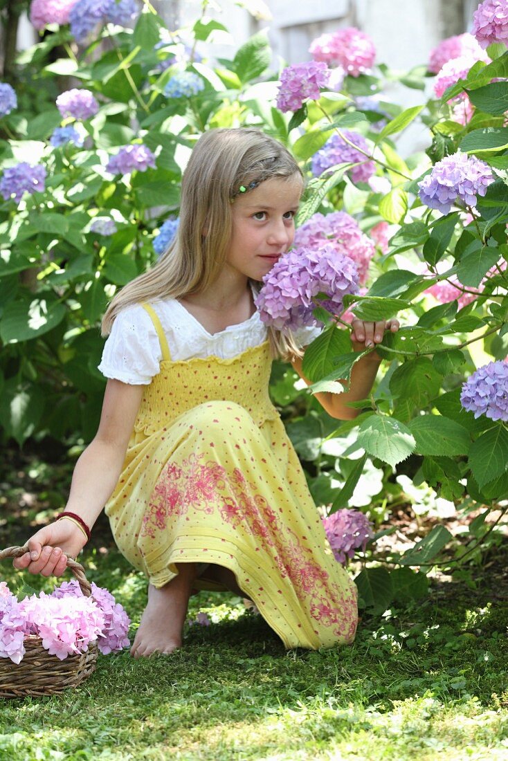 Mädchen mit Korb pflückt Hortensien im Sommergarten