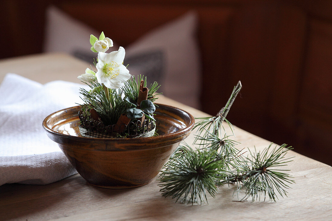 Christrose mit Kiefernnadeln und Zimtstangen als Tischdeko