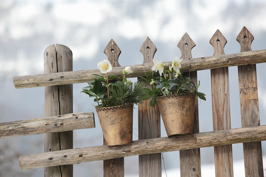 Blumentopf mit Christrosen und Kiefernzweigen am Zaun