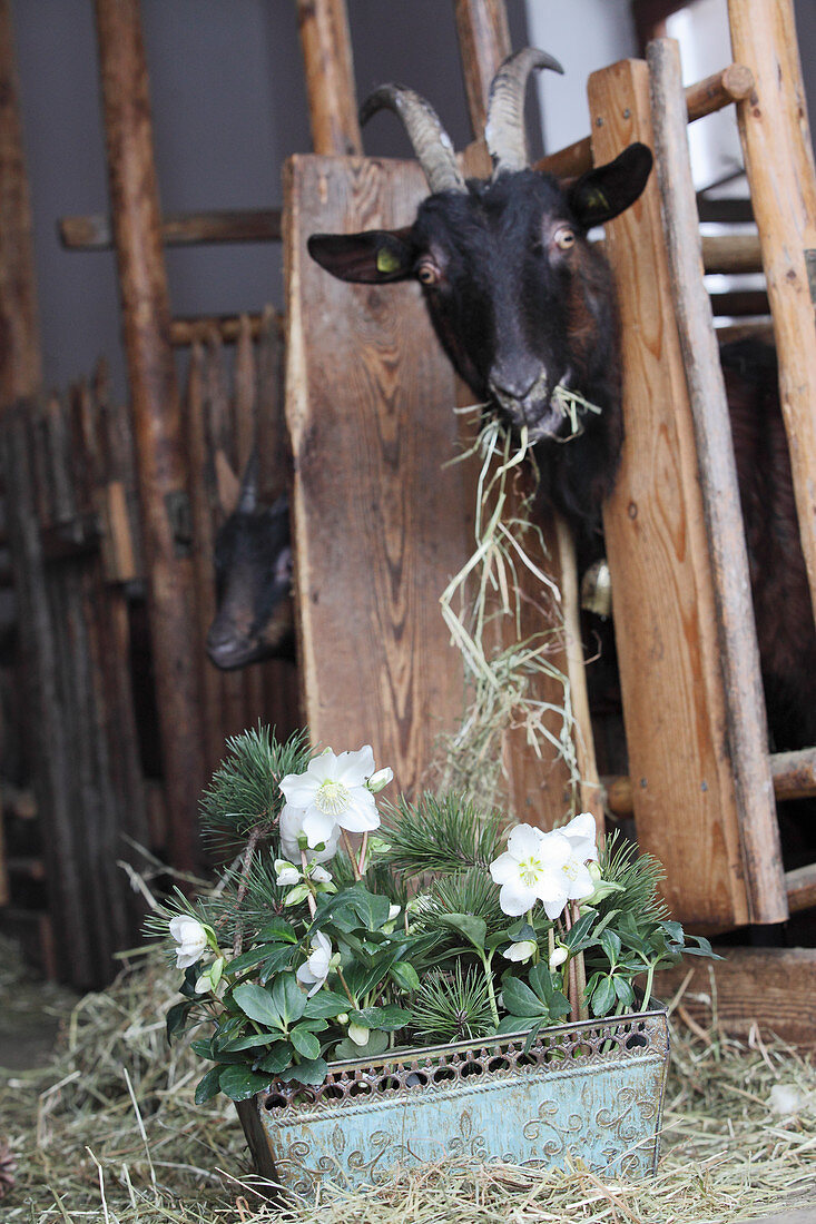 Blumenkasten mit Christrosen und Kiefernzweigen im Stall vor Ziegenbock