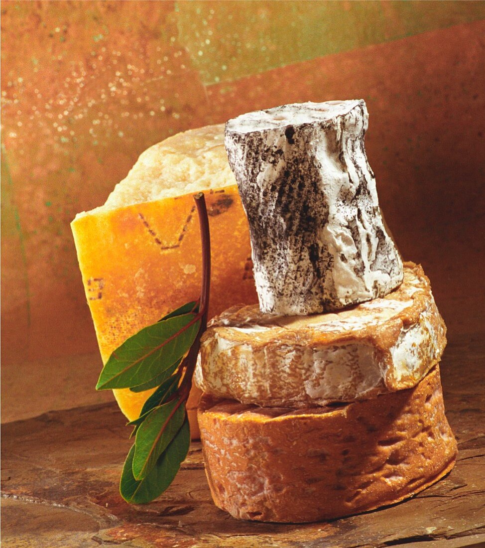 Käsestilleben mit mehreren Käsesorten auf Terracotta-Steinuntergrund (Nahaufnahme)