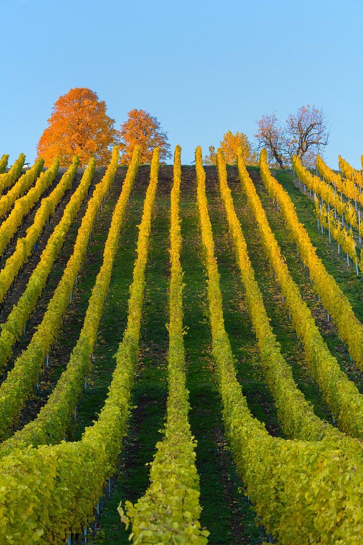 Bunte Weinberge im Herbst (Volkach, alte Mainschleife, Franken, Bayern, Deutschland)