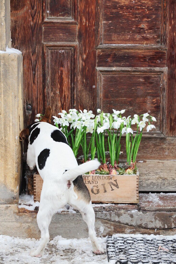Dog sniffing snowdrops planted in crate