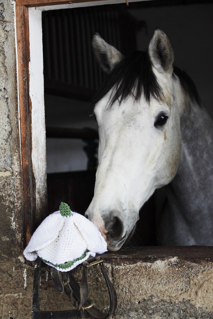 Pferd riecht an einer gehäkelten Mütze in Schneeglöckchenform
