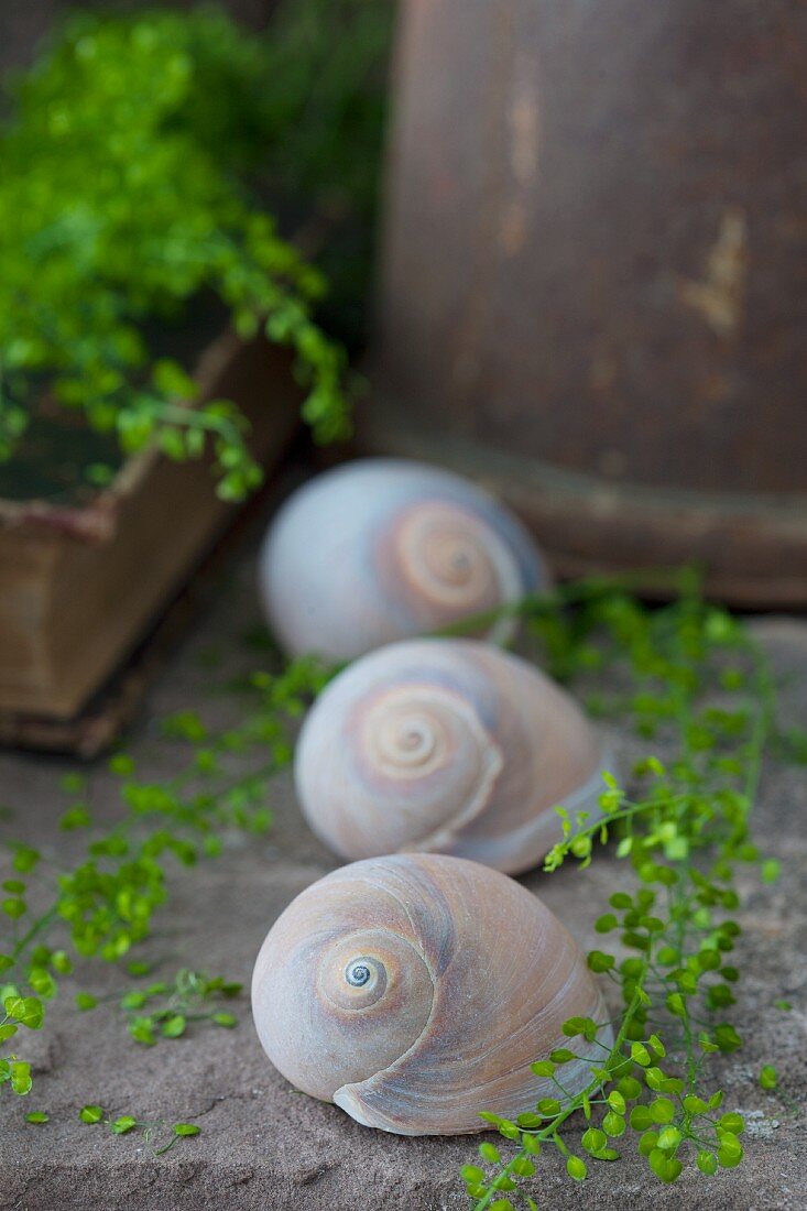 Still-life arrangement of snail shells and shepherd's purse