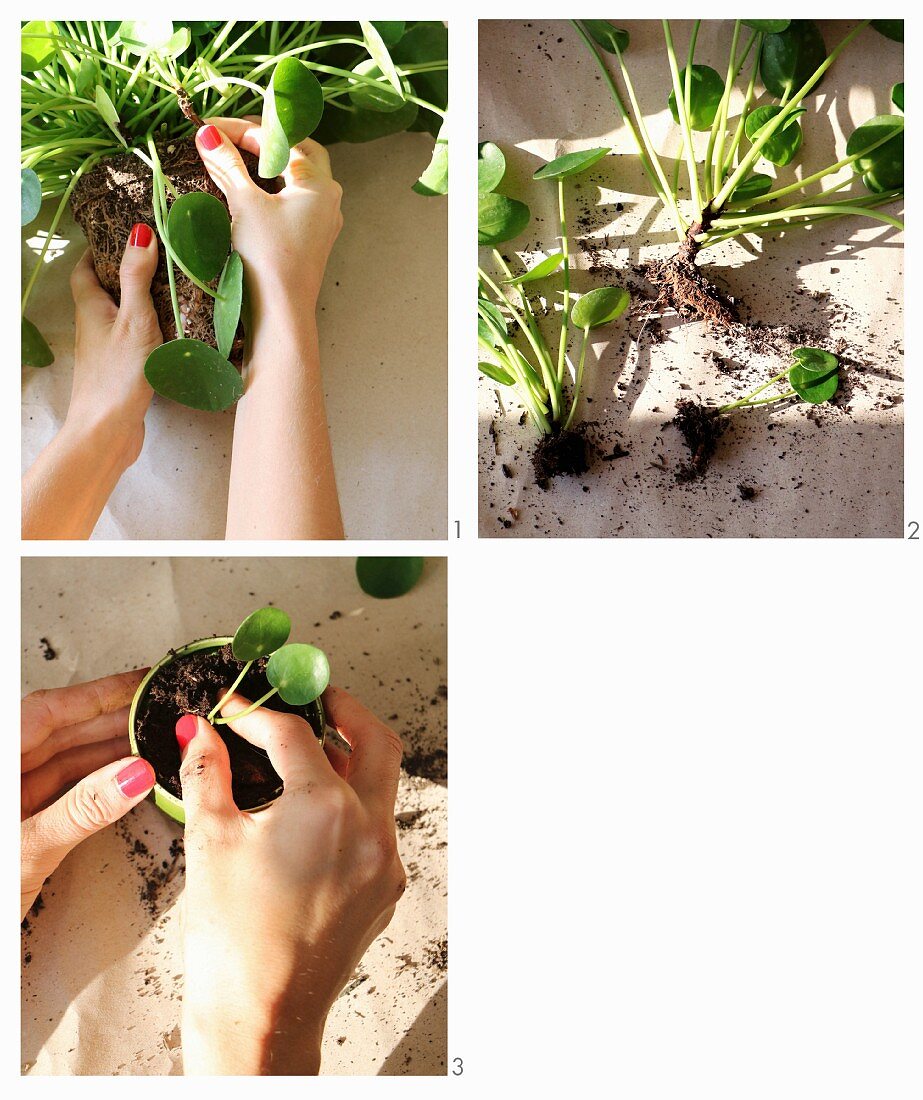 Dividing a foliage plant root ball and potting up offshoots