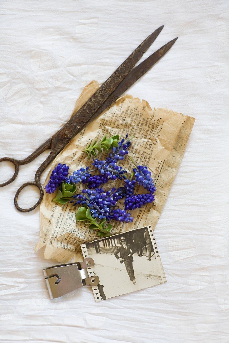 Still-life arrangement of vintage scissors, grape hyacinths and black and white photo on yellowed paper