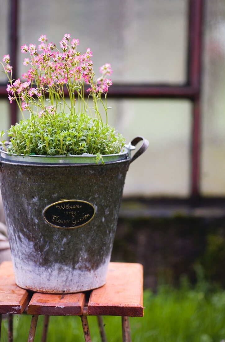 Vintage-Übertopf mit englischem Metallschild auf Gartenhocker mit rosafarbener Blütenpflanze