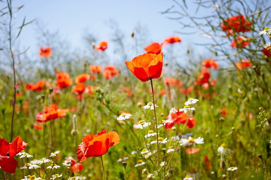 Flowering poppies and chamomile in summer meadow
