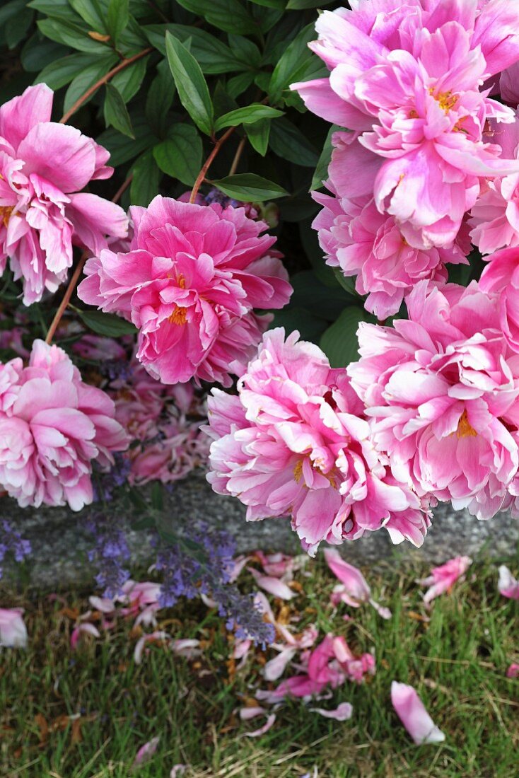Pink-flowering peonies