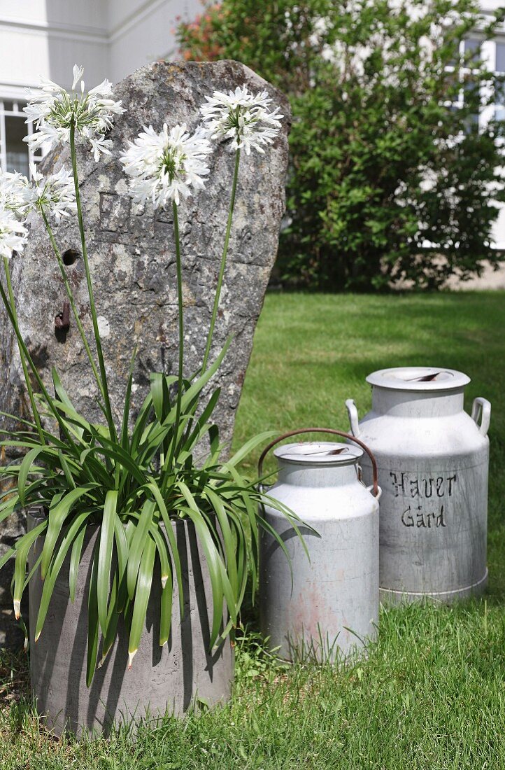 Vintage milk churns and white agapanthus in planter in front of weathered stone
