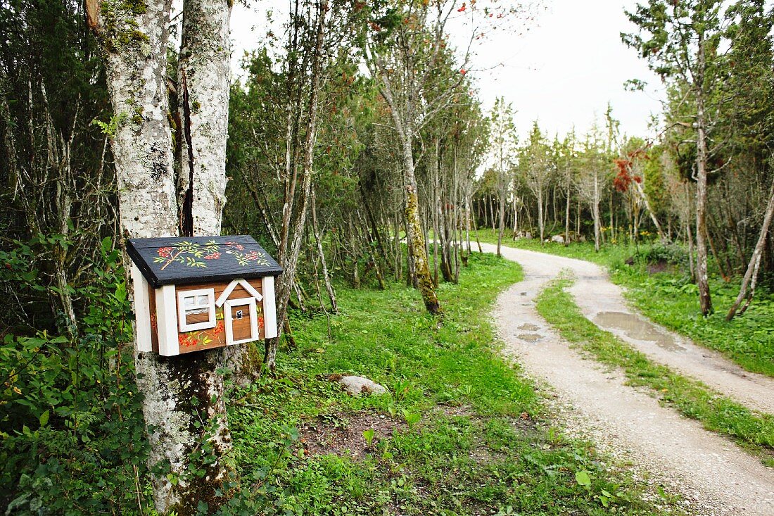 Curved woodland path and decorative house-shaped letterbox on birch trunk