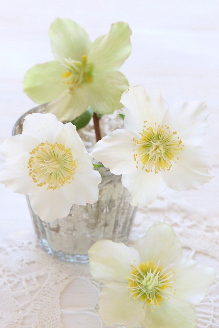 Hellebores in silvered glass vase on white crocheted doily