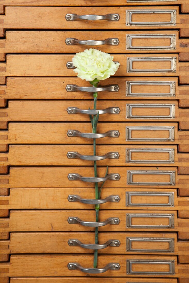Green carnations on handle of old chest of drawers