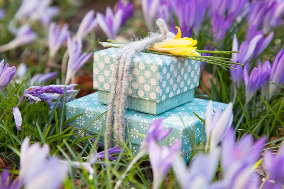 Gift boxes tied with felt cords and decorated with yellow crocuses amongst purple crocuses