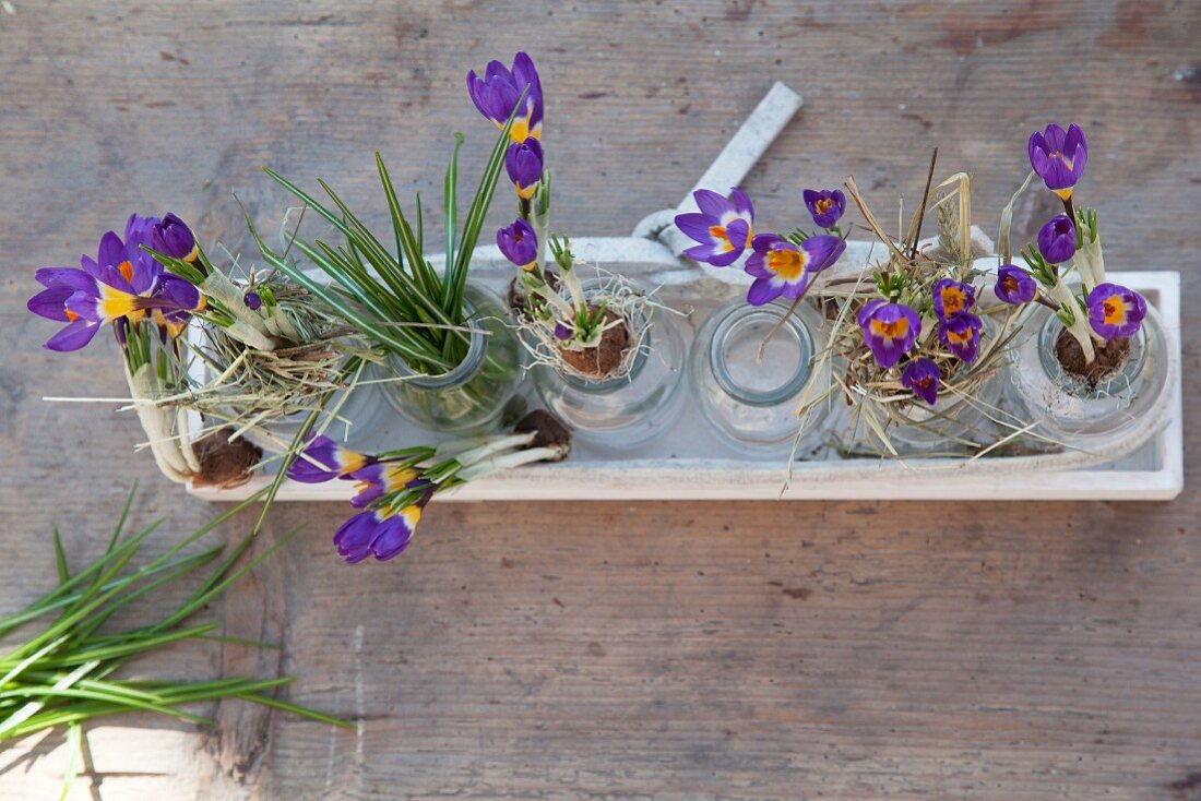 Purple crocuses in glass bottles and wooden dish on rustic wooden surface