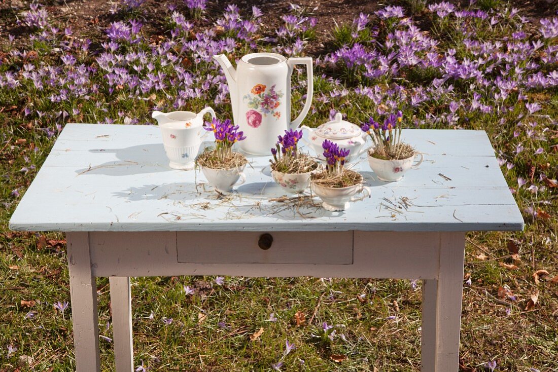 Crocuses and hay in vintage-style coffee cups on garden table