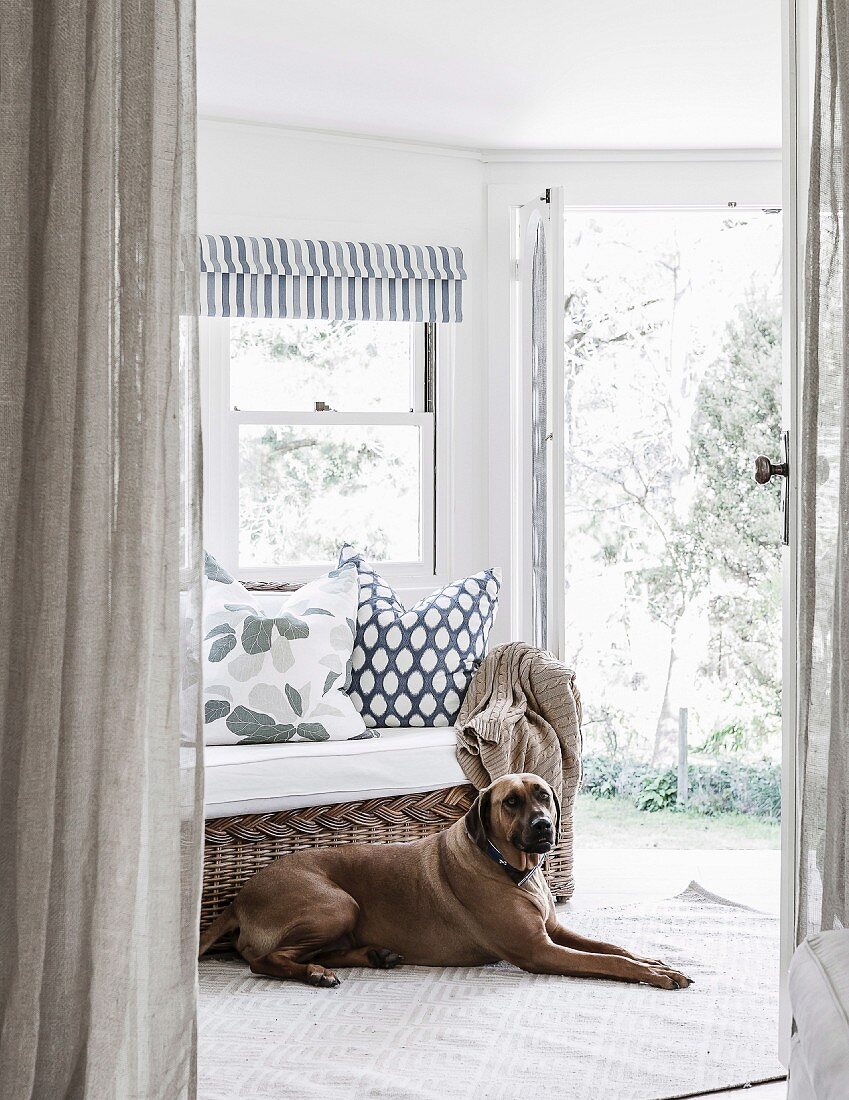 Dog on carpet runner in front of cozy wicker sofa and open patio door