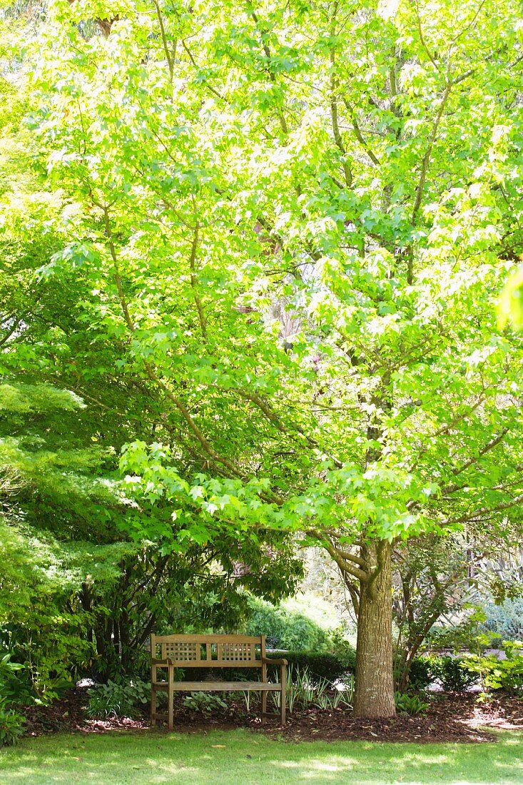 Holzbank unter Ahornbaum im Garten