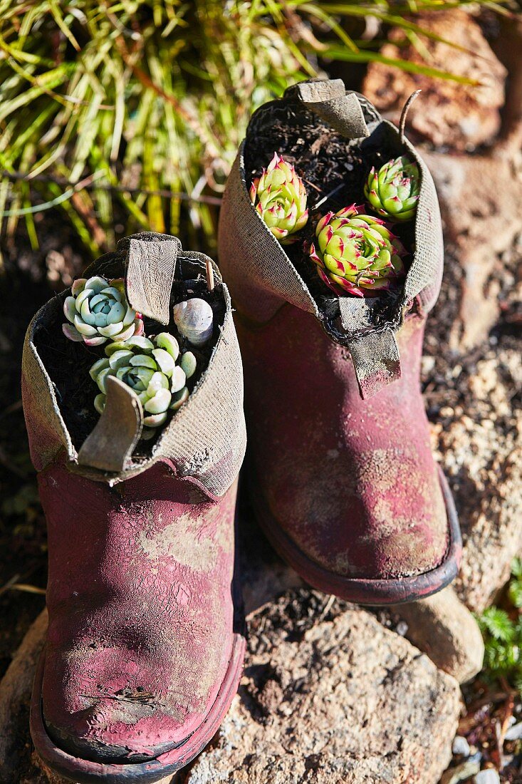 Shoes planted with succulents