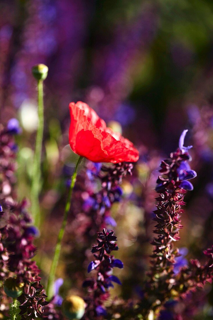 Rote Mohnblume und Lavendel