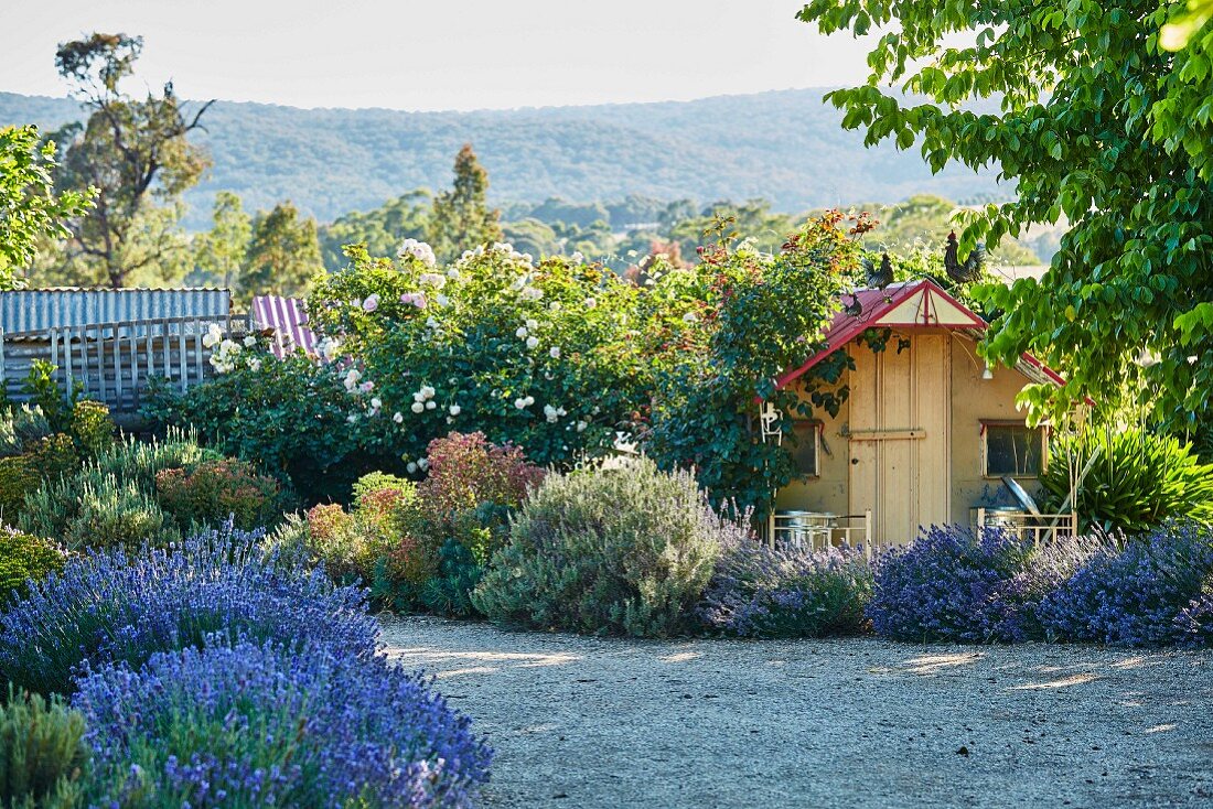 Gravel path lined with lavender through the garden with houses