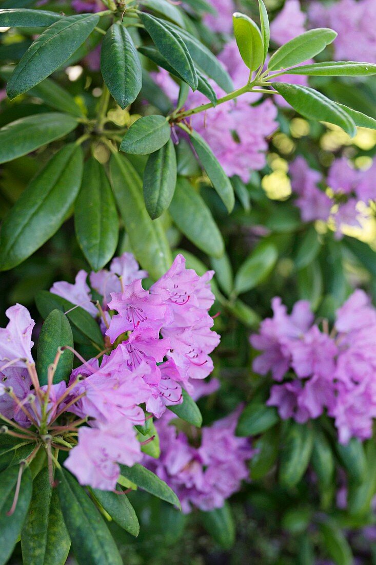 Purple-flowering rhododendron